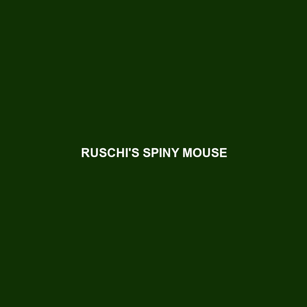 Ruschi's Spiny Mouse