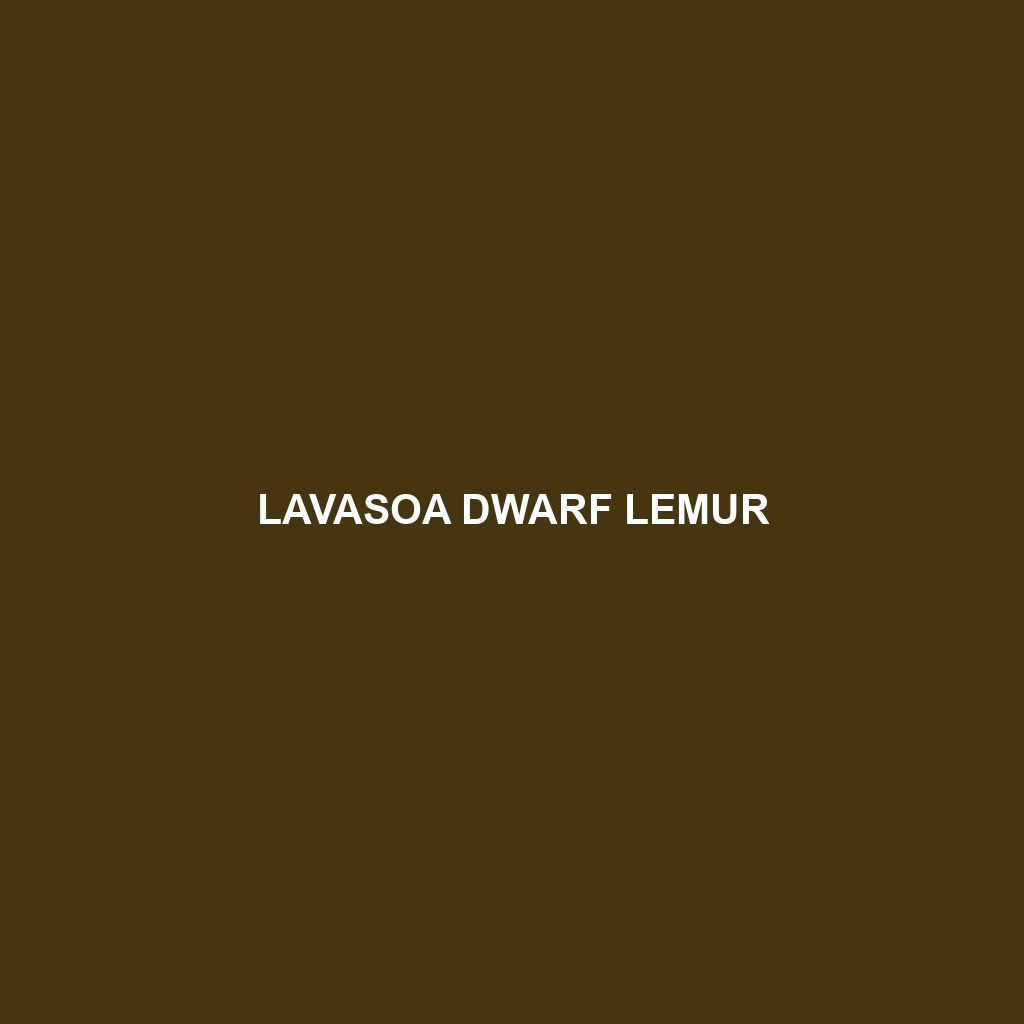 Lavasoa Dwarf Lemur