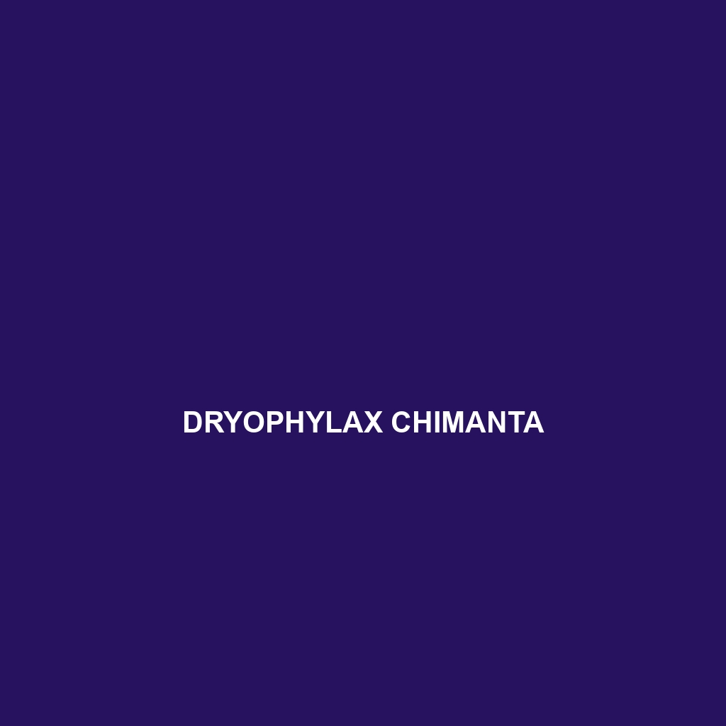 Dryophylax chimanta