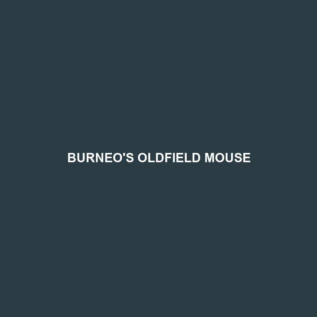 Burneo's Oldfield Mouse