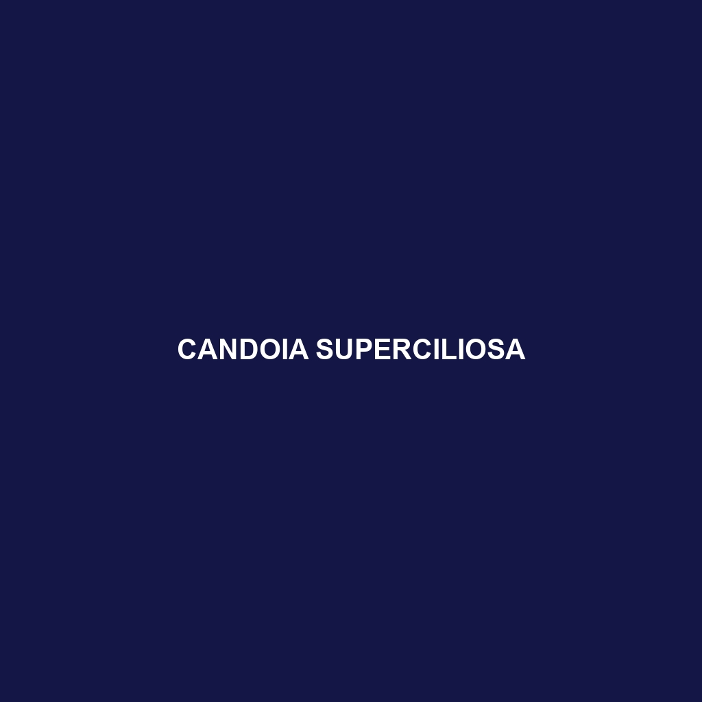 Candoia superciliosa