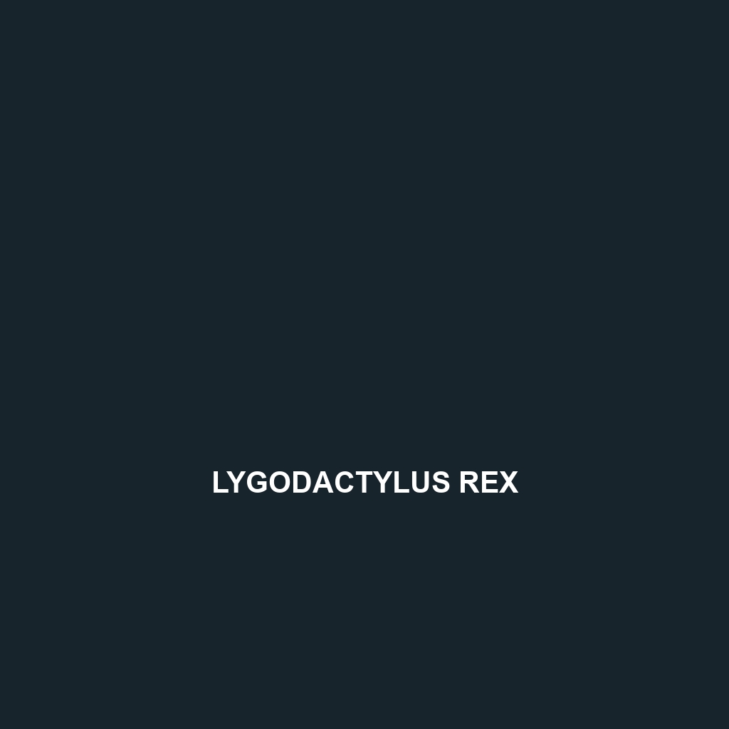 Lygodactylus rex