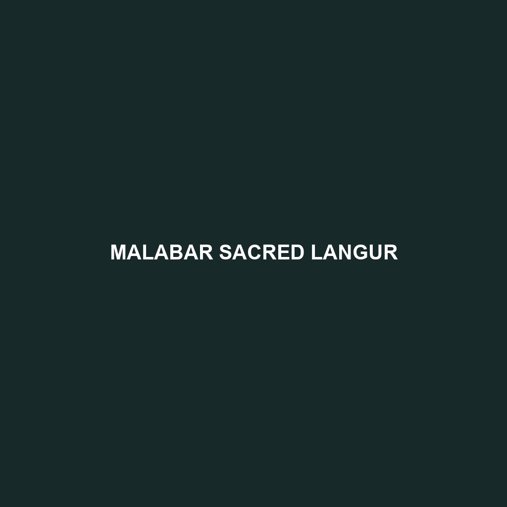 Malabar Sacred Langur