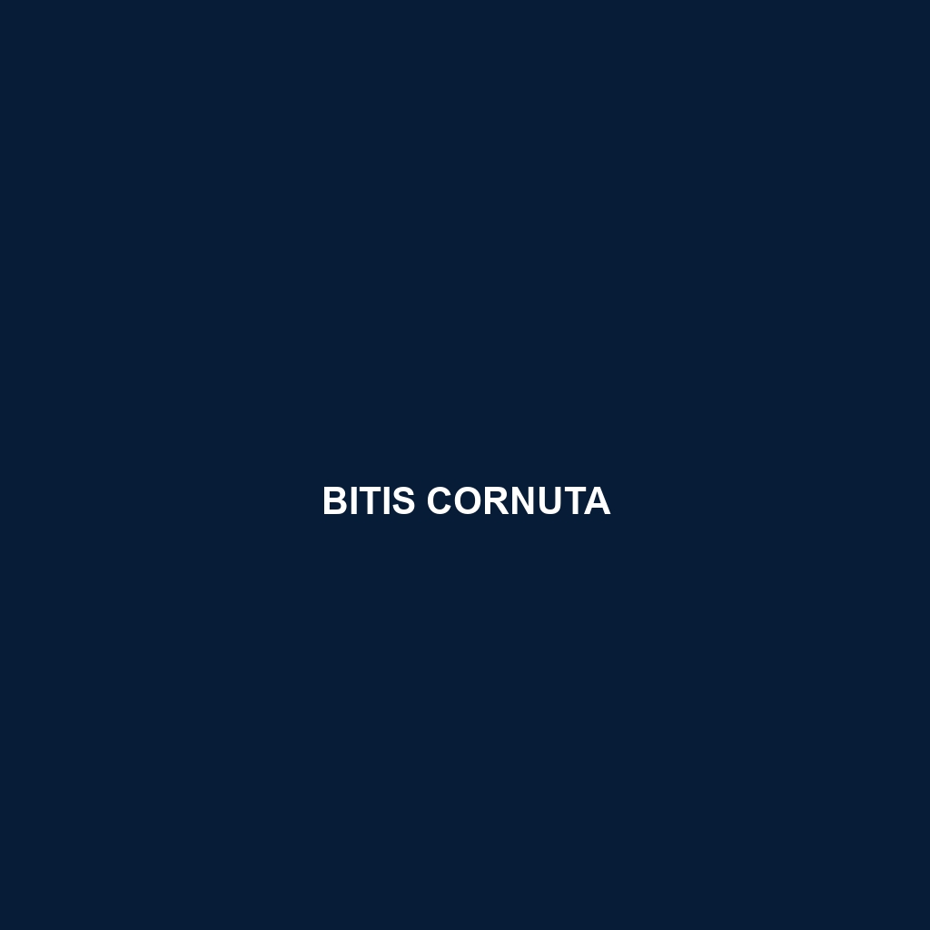 Bitis cornuta