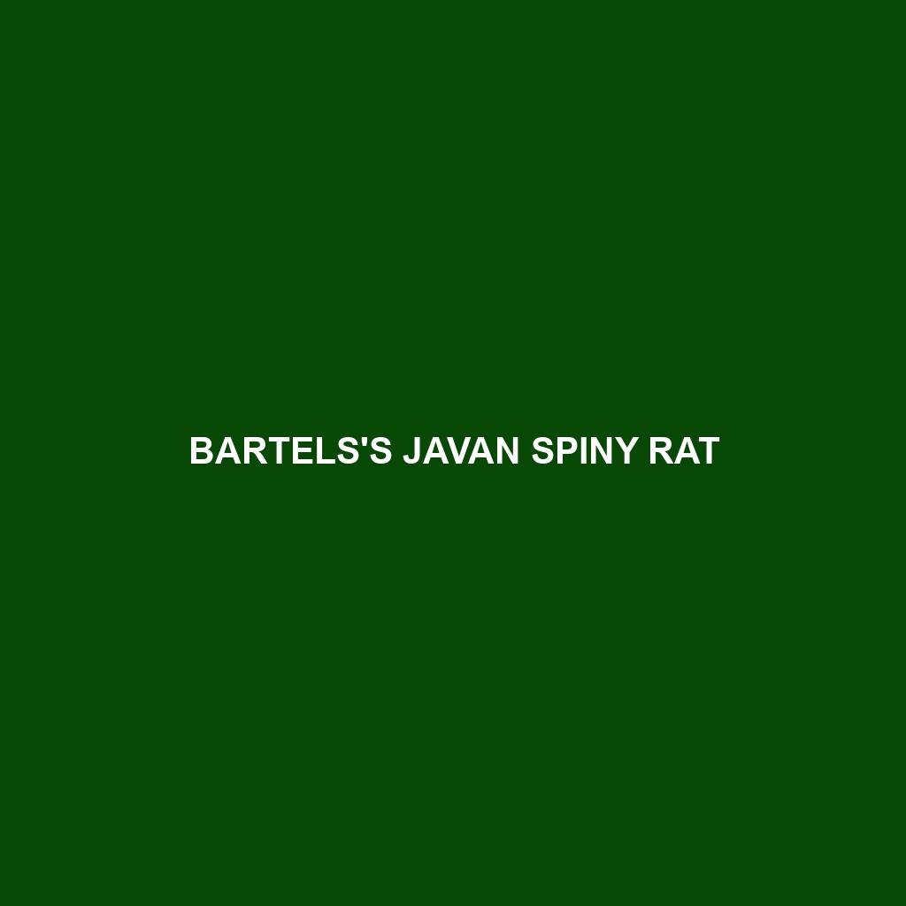 Bartels's Javan Spiny Rat