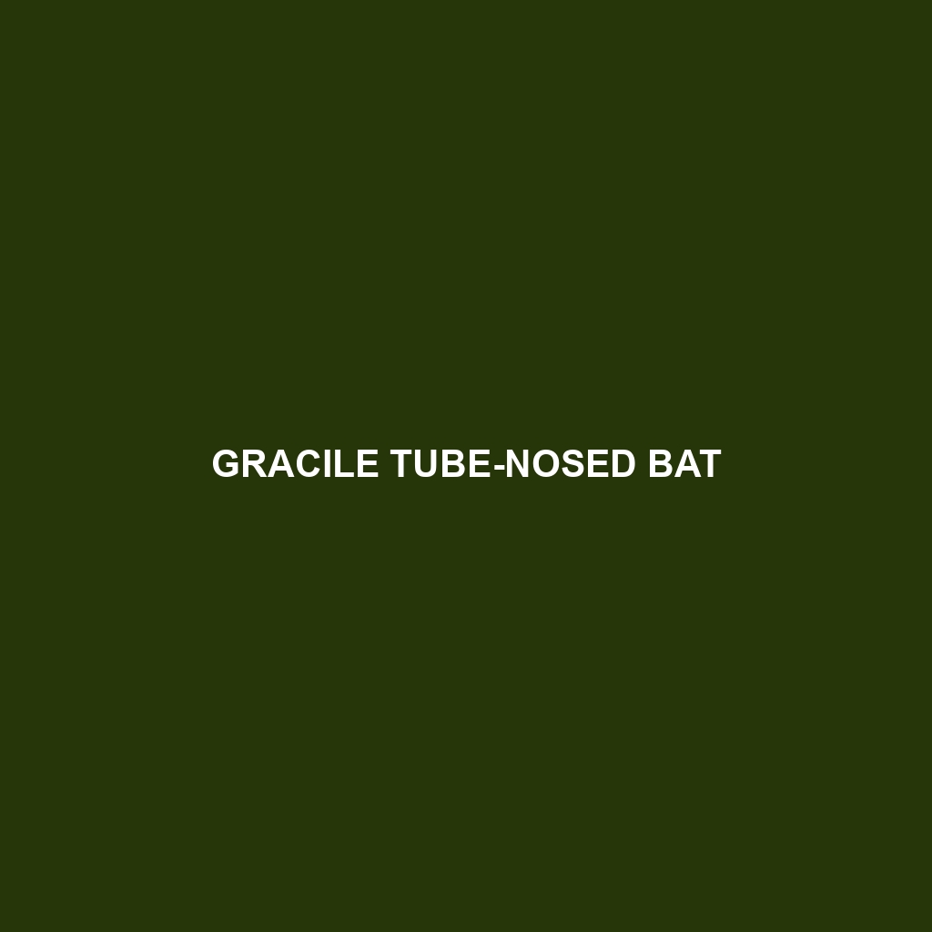 Gracile Tube-nosed Bat