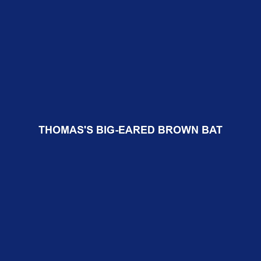 Thomas's Big-eared Brown Bat