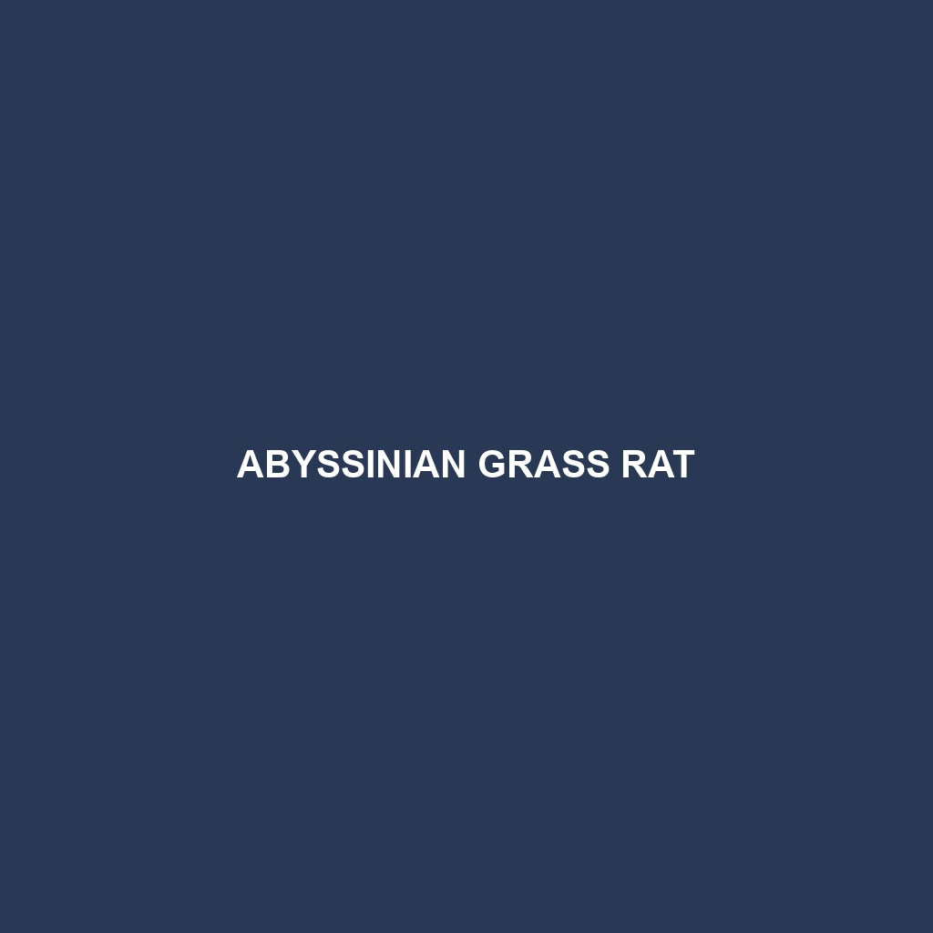 Abyssinian Grass Rat