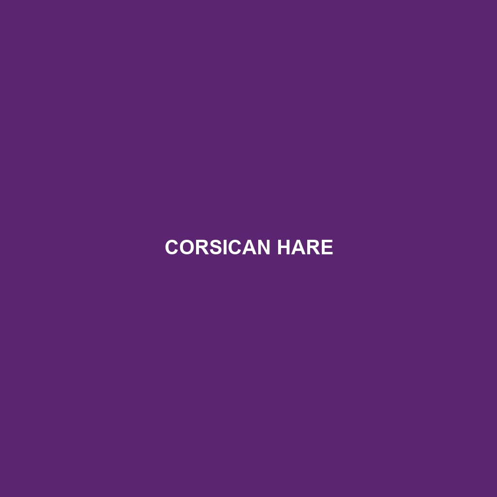 Corsican Hare