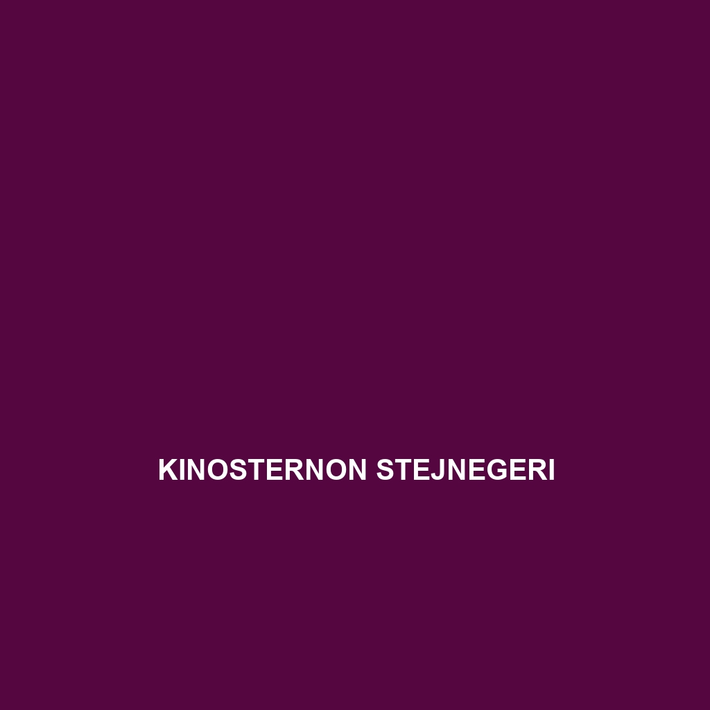 Kinosternon stejnegeri