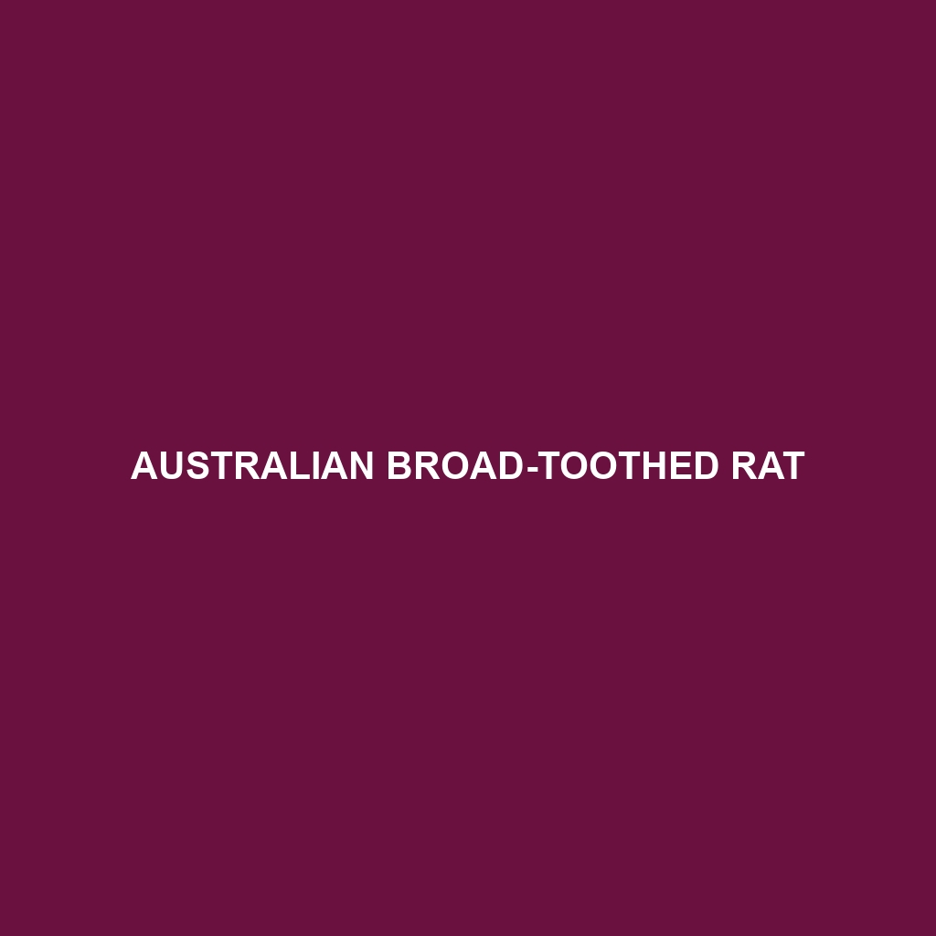 Australian Broad-toothed Rat