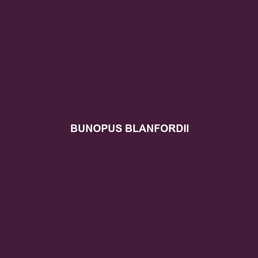 Bunopus blanfordii