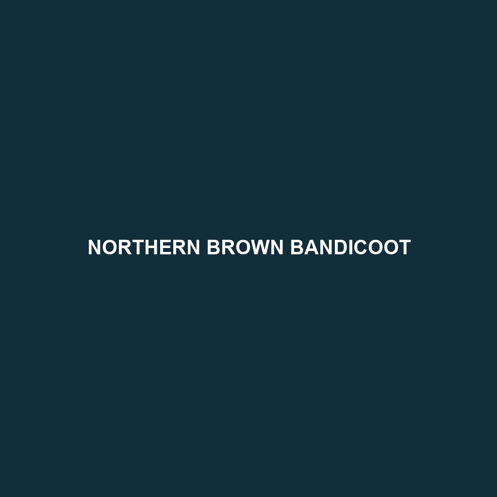 Southern Brown Bandicoot