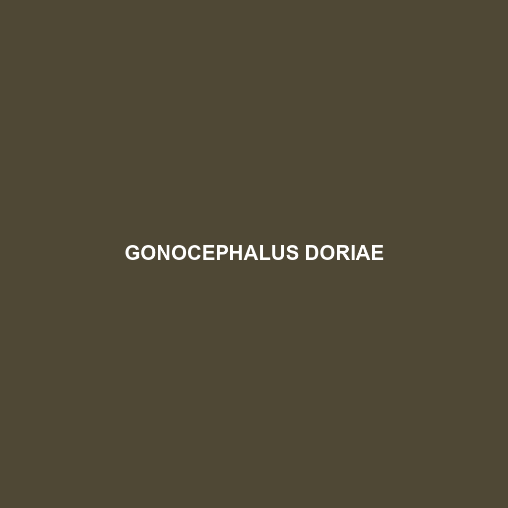 Gonocephalus doriae