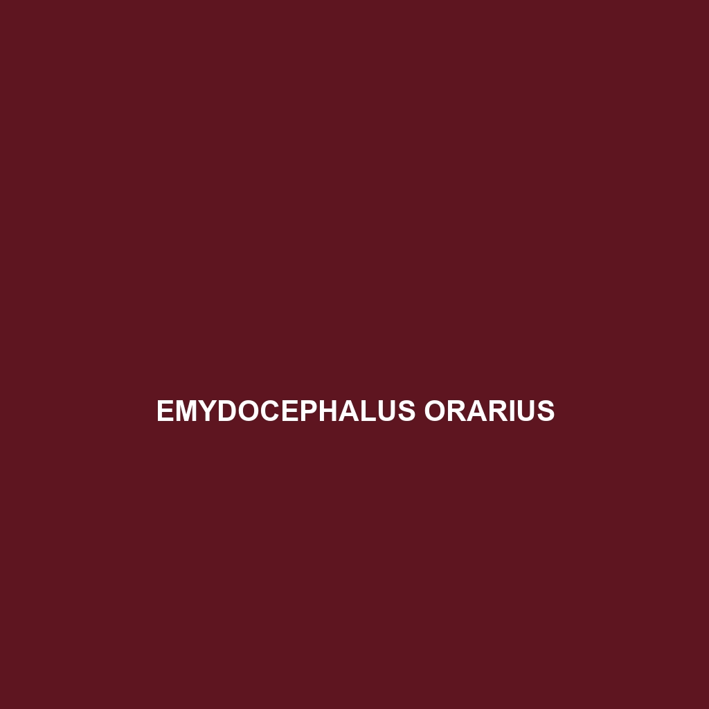 Emydocephalus orarius