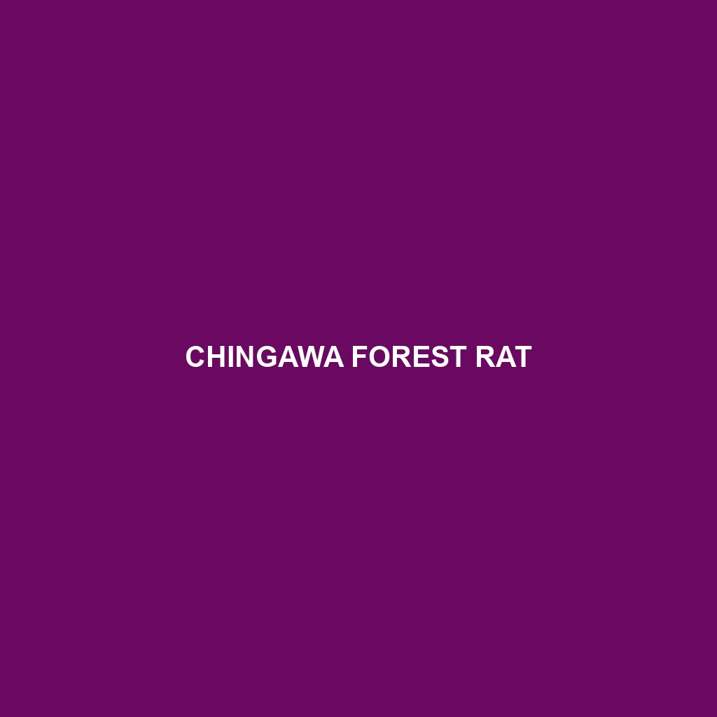 Chingawa Forest Rat