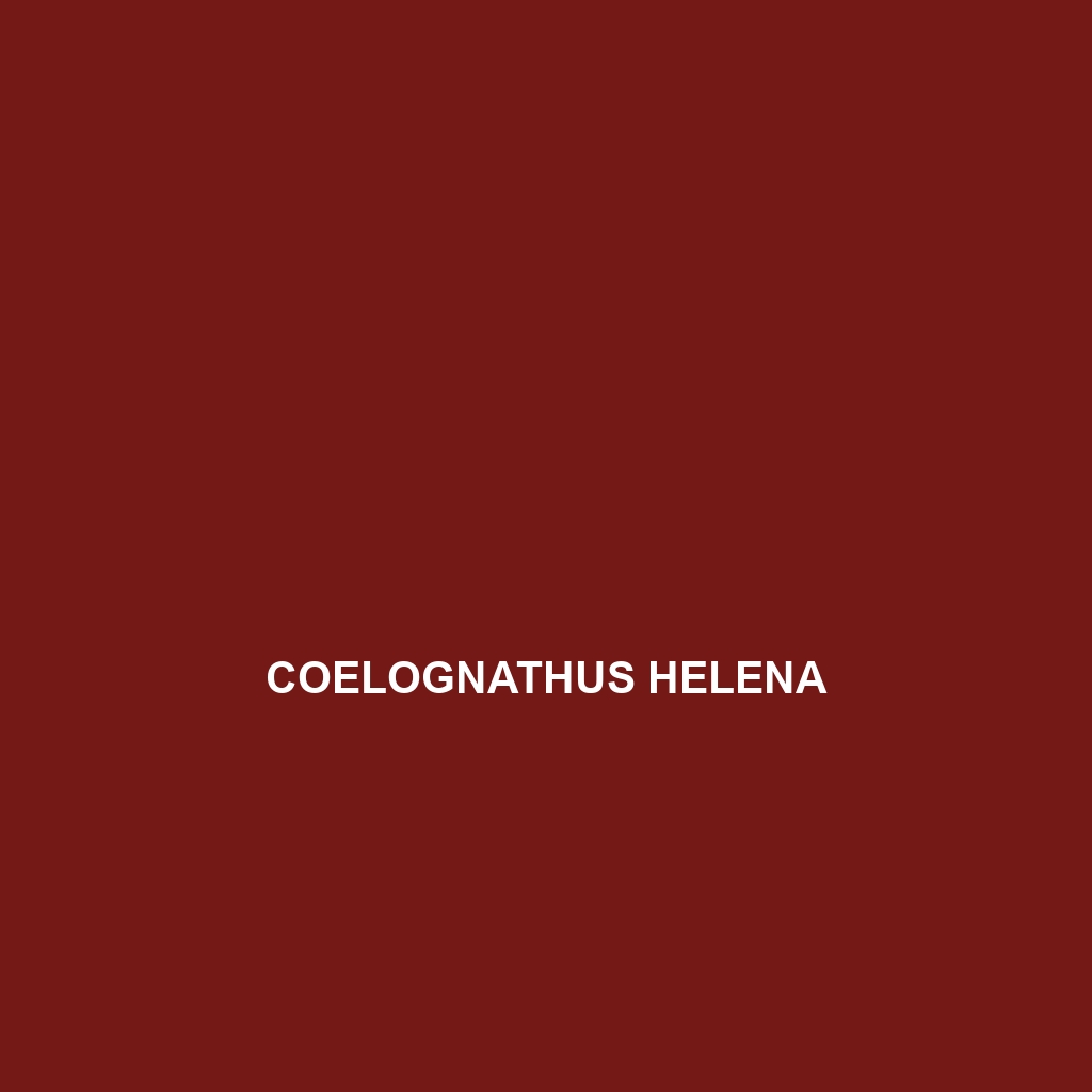 Coelognathus helena