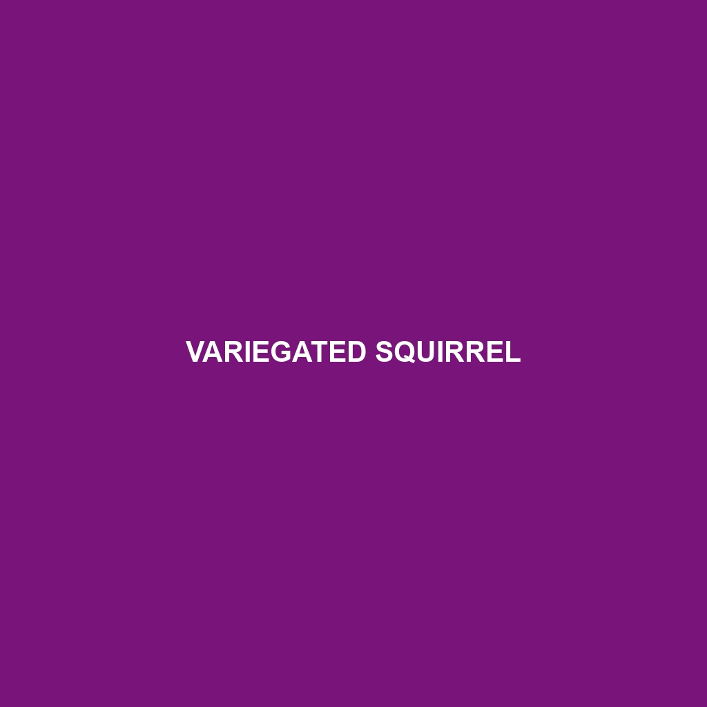 Variegated Squirrel