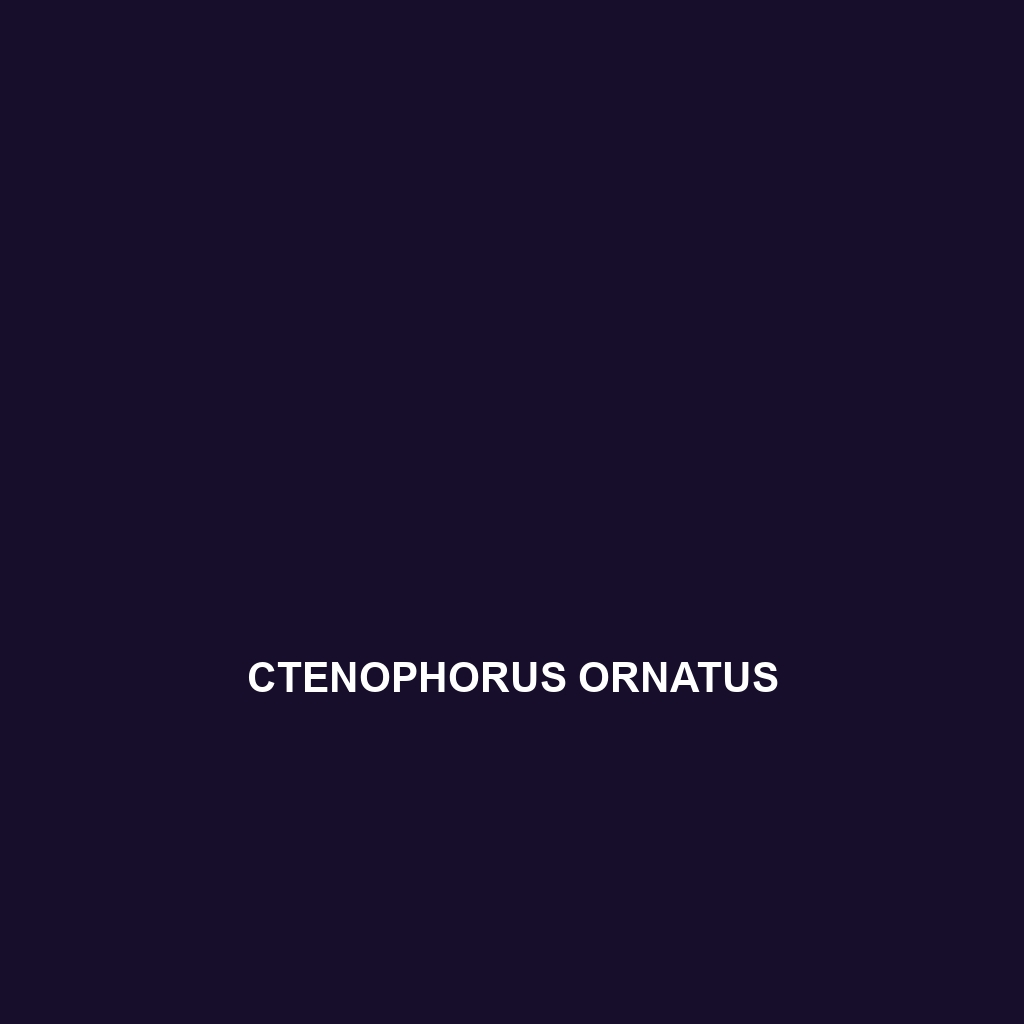 Ctenophorus ornatus