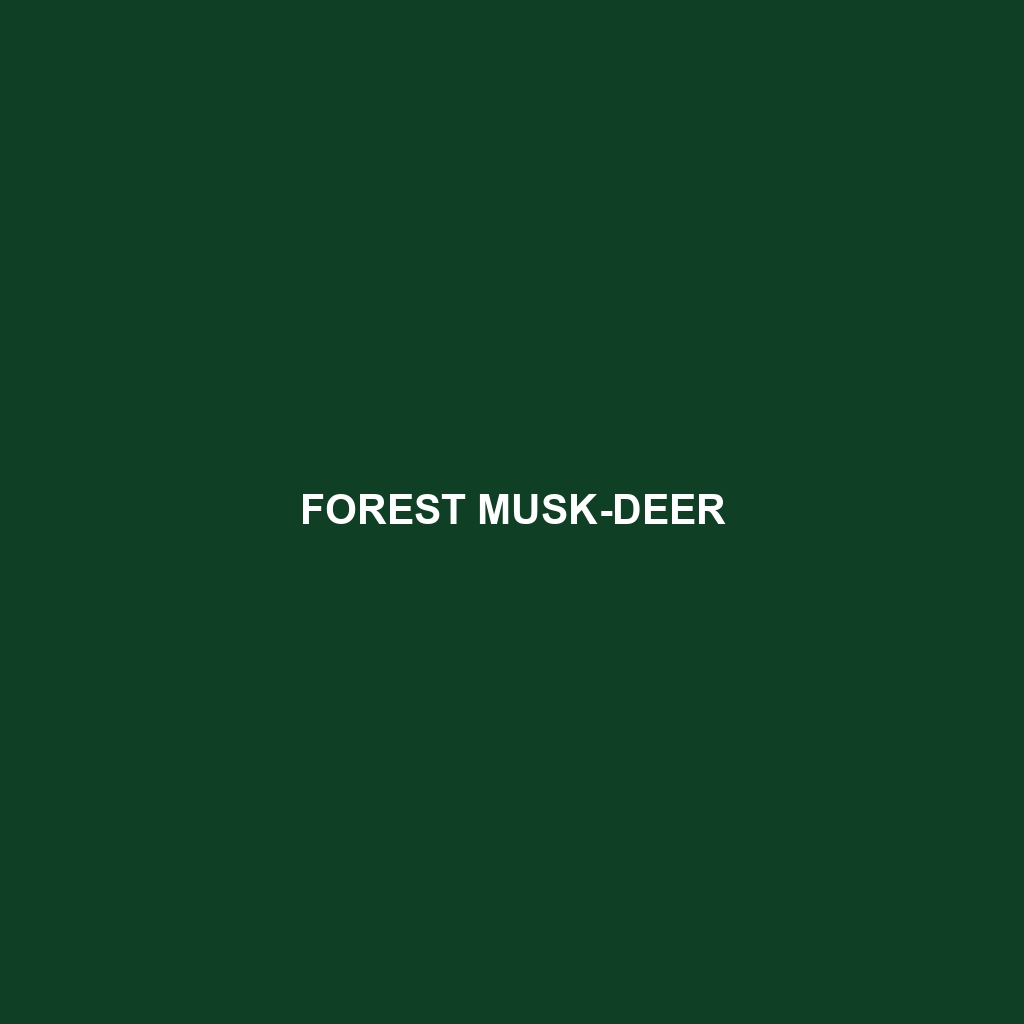 Forest Musk-deer