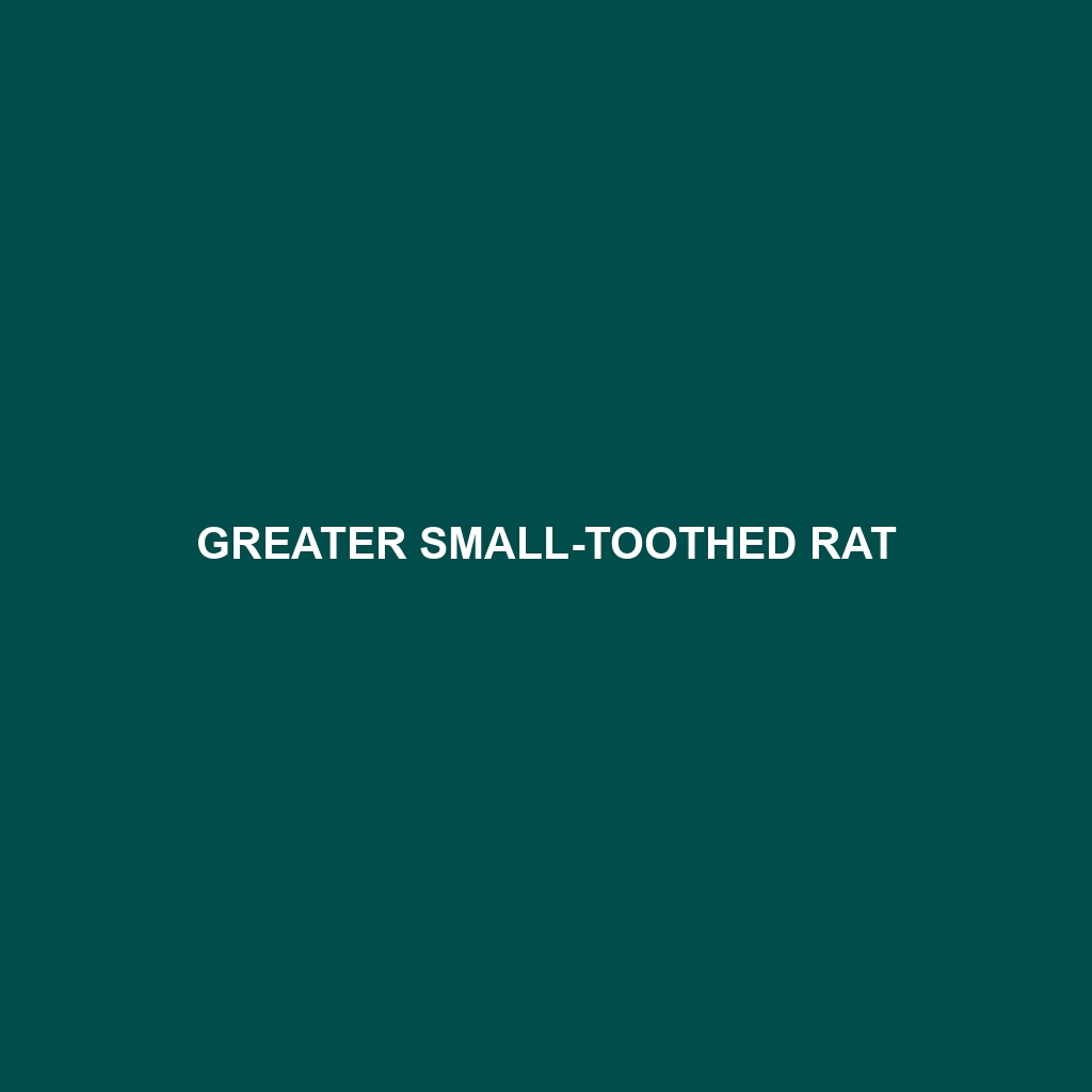 Greater Small-toothed Rat