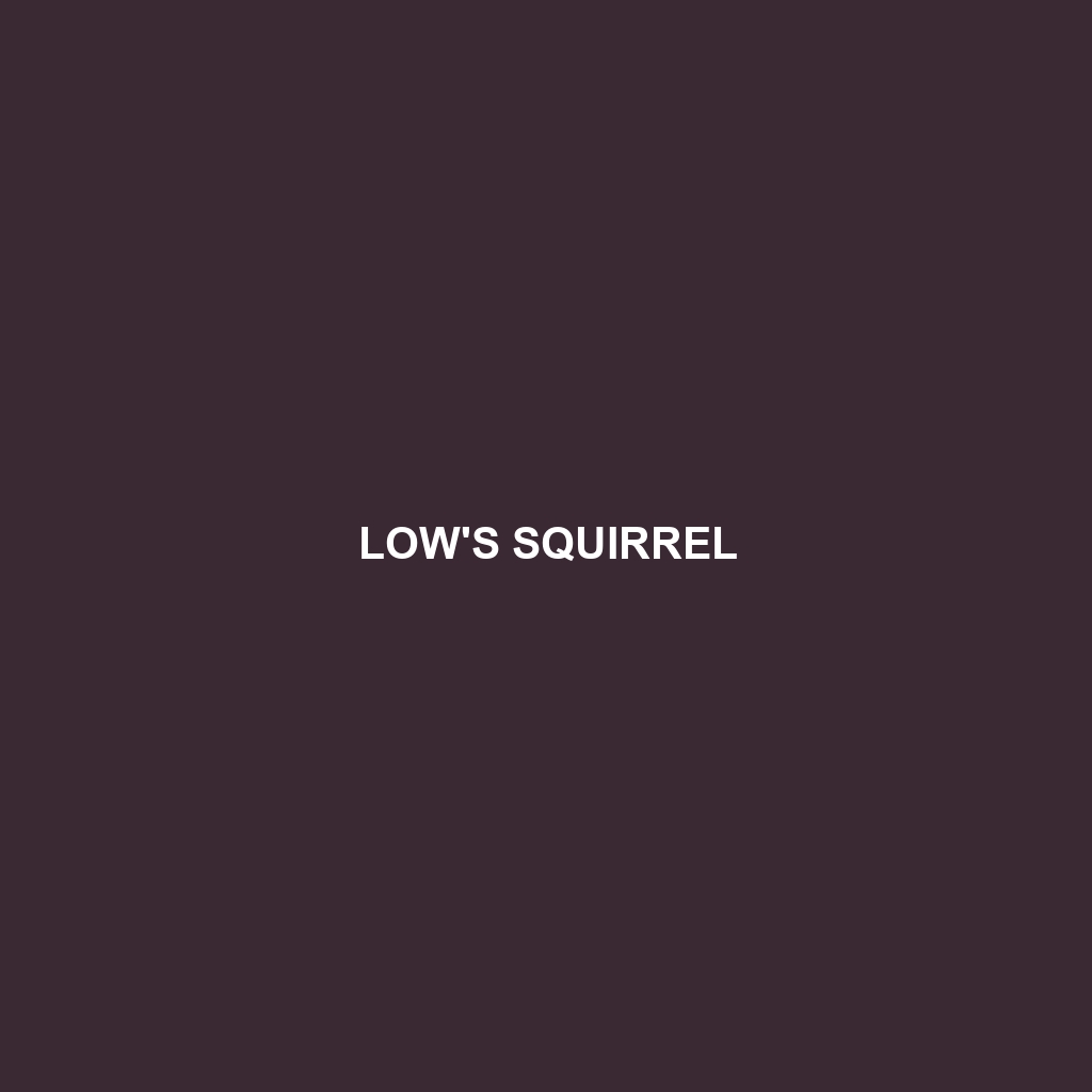 Low's Squirrel