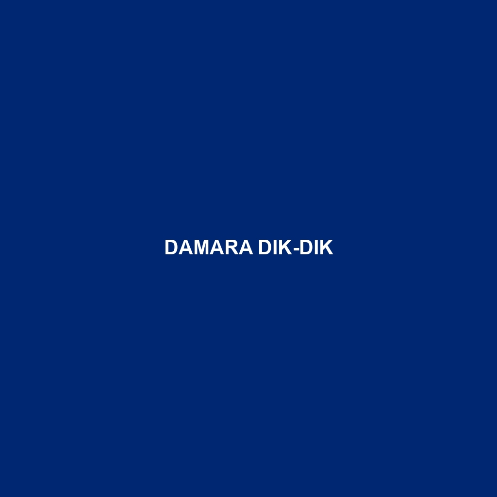 Damara Dik-dik