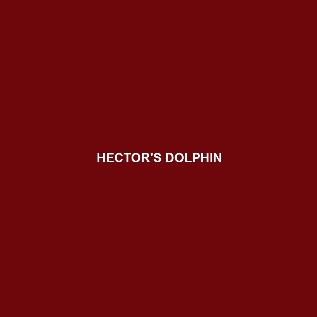 Hector's Dolphin