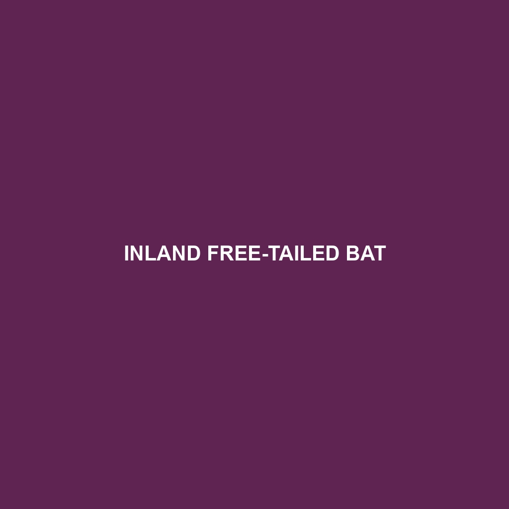 Inland Free-tailed Bat