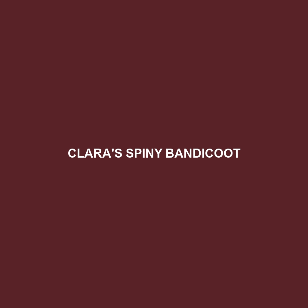 Clara's Spiny Bandicoot