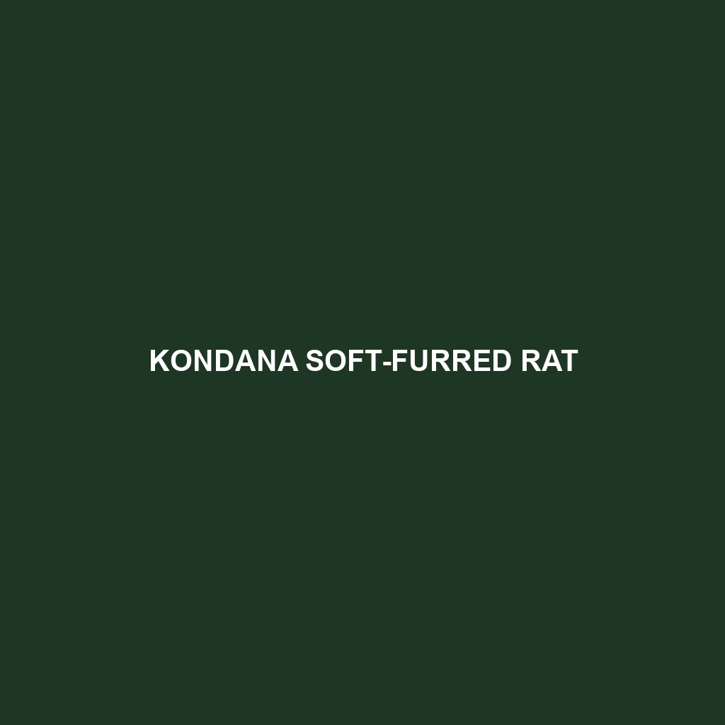 Kondana Soft-furred Rat