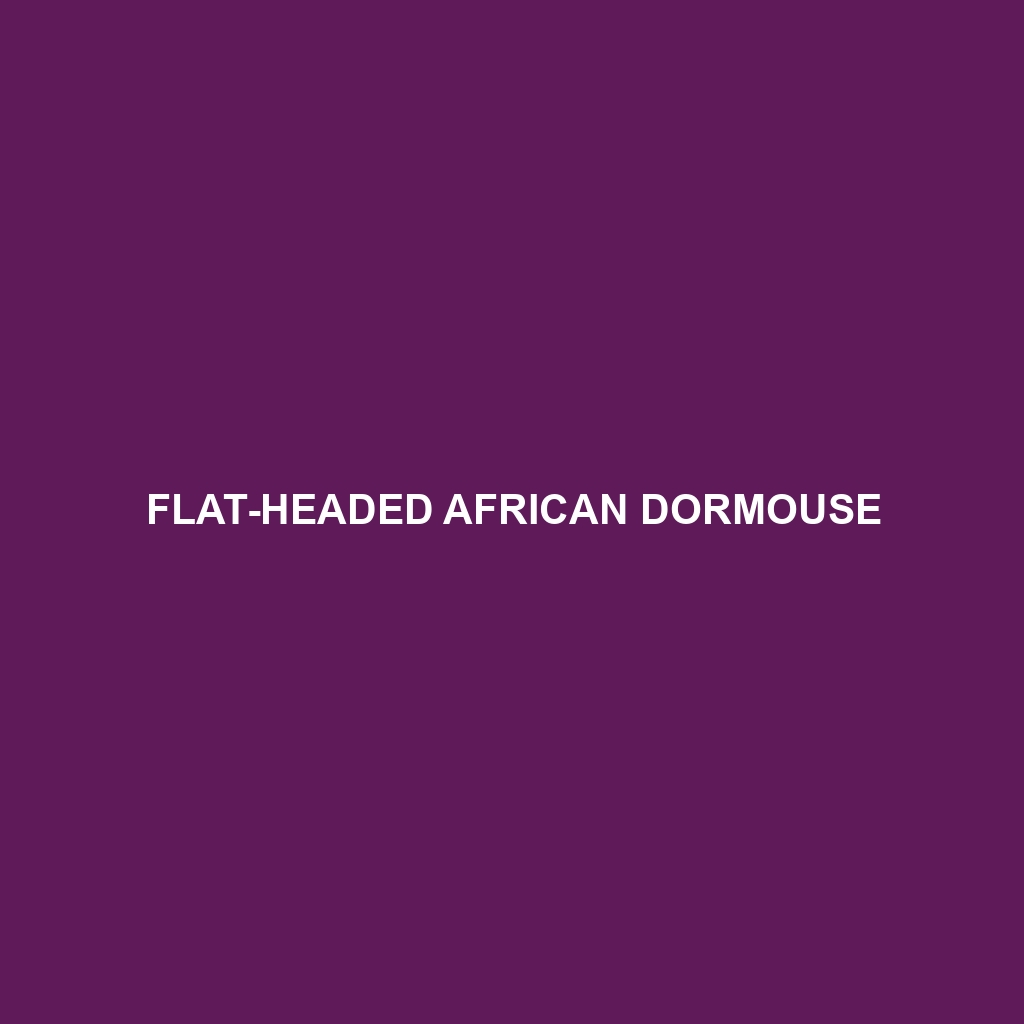 Flat-headed African Dormouse