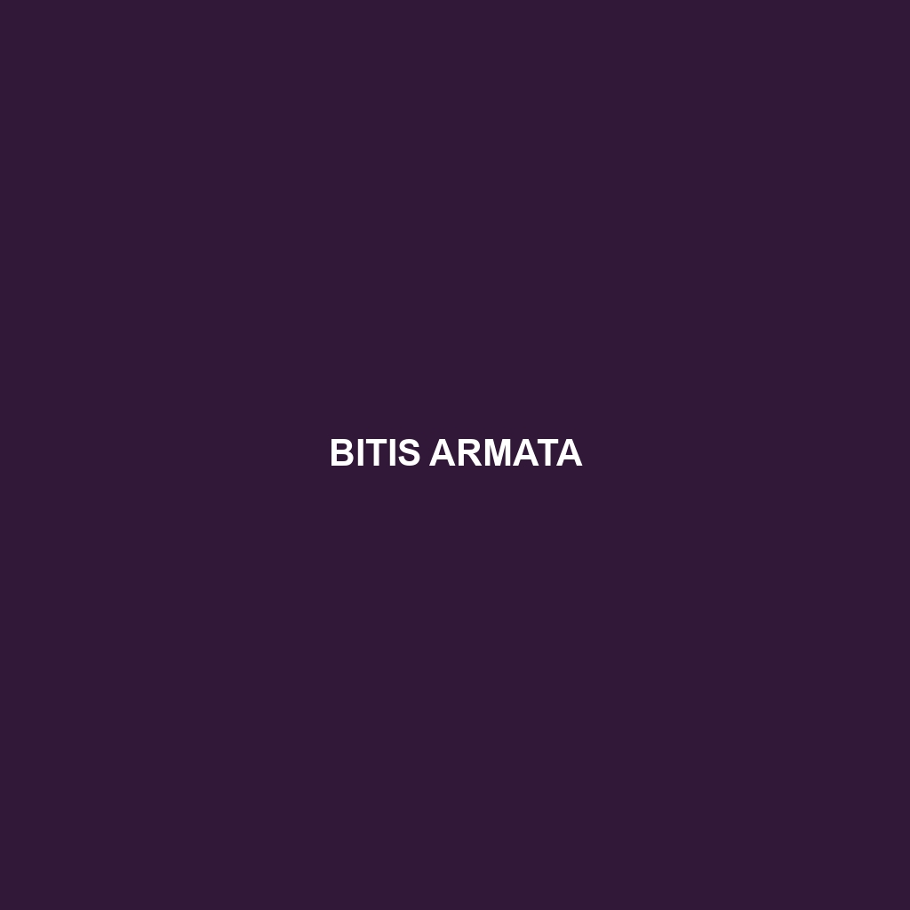 Bitis armata