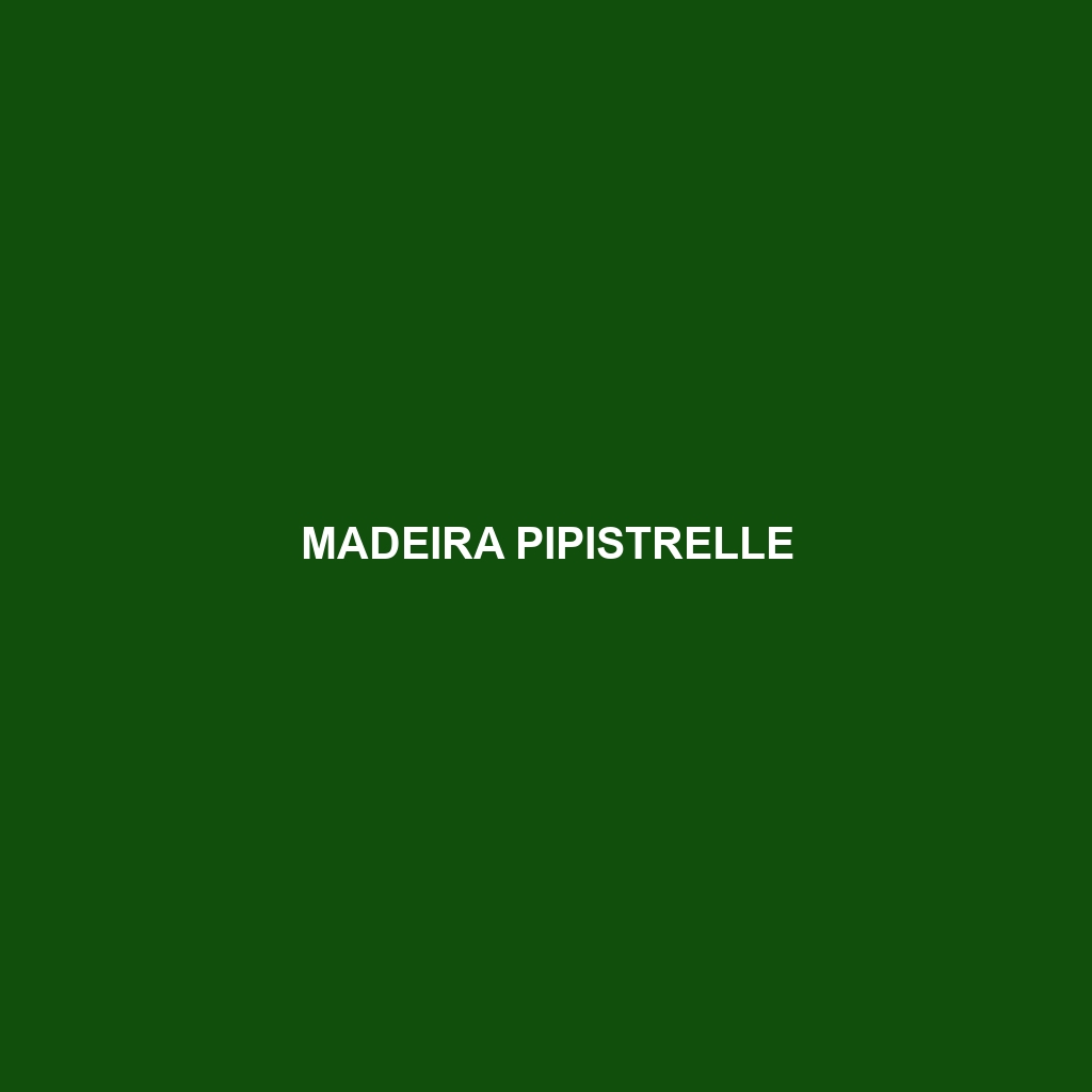 Madeira Pipistrelle