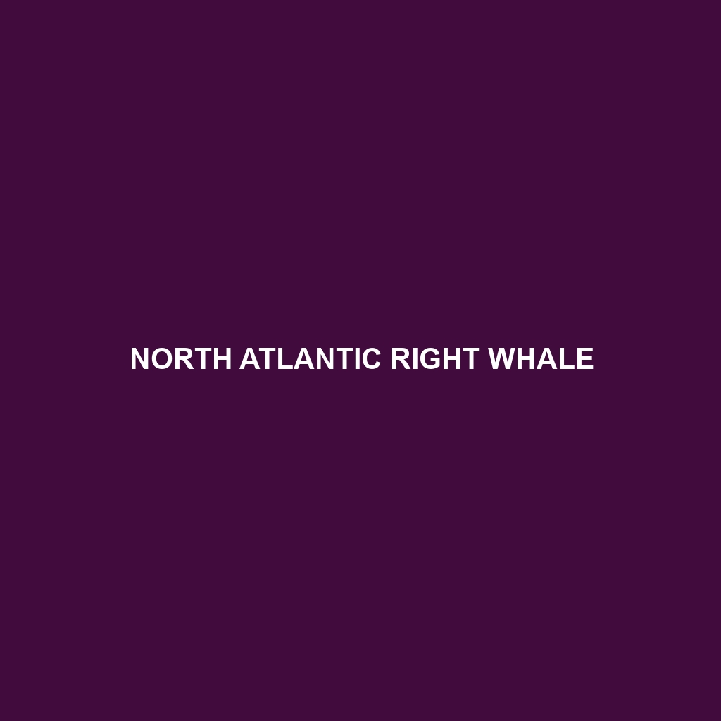 North Atlantic Right Whale