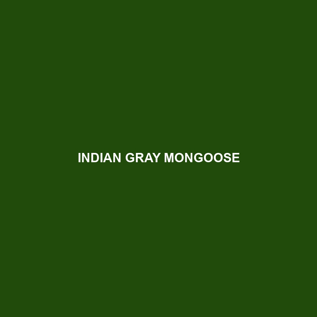 Indian Gray Mongoose