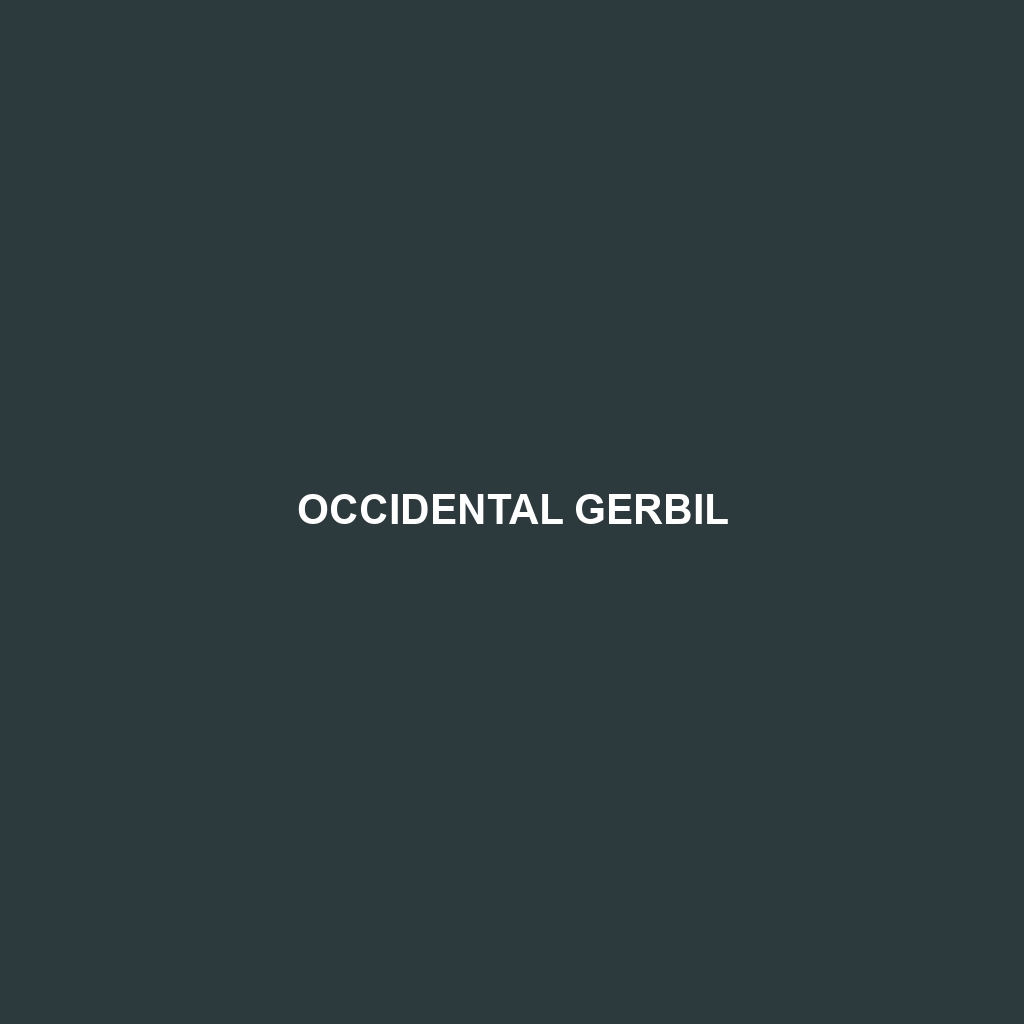 Occidental Gerbil