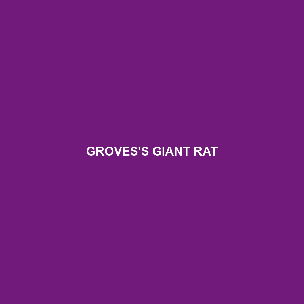 Groves's Giant Rat