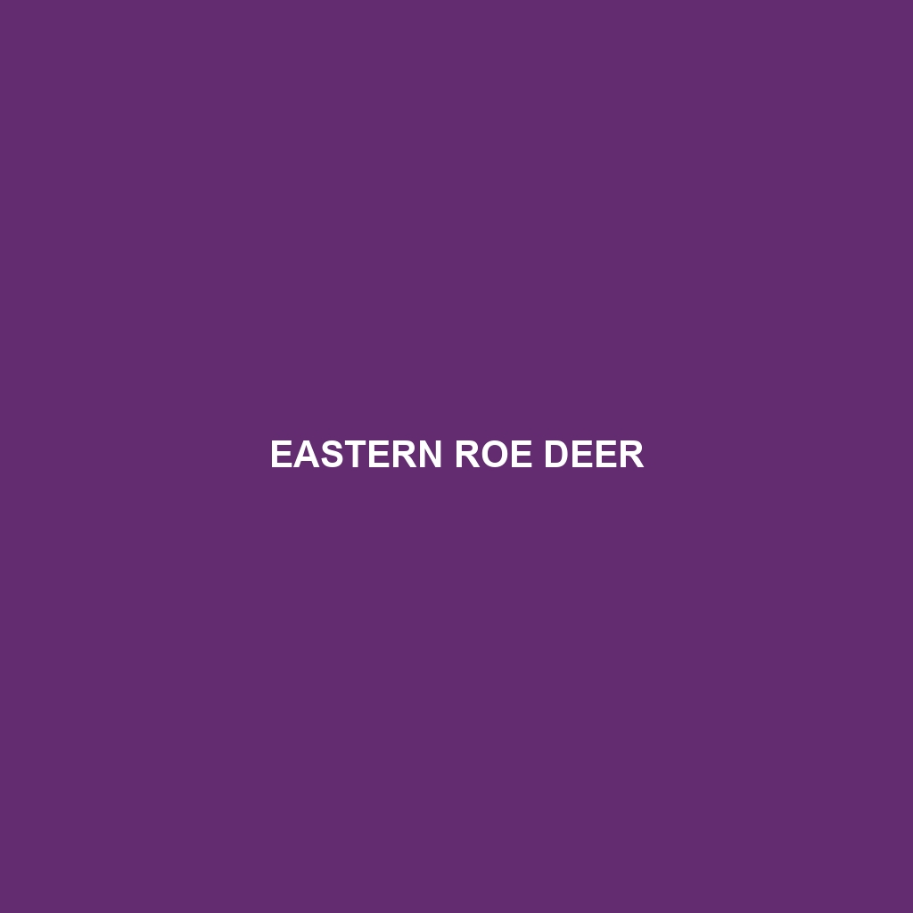 Eastern Roe Deer