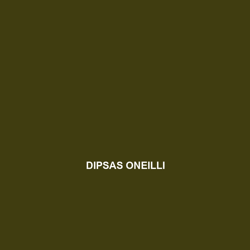 Dipsas oneilli