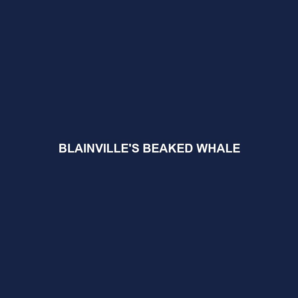 Blainville's Beaked Whale