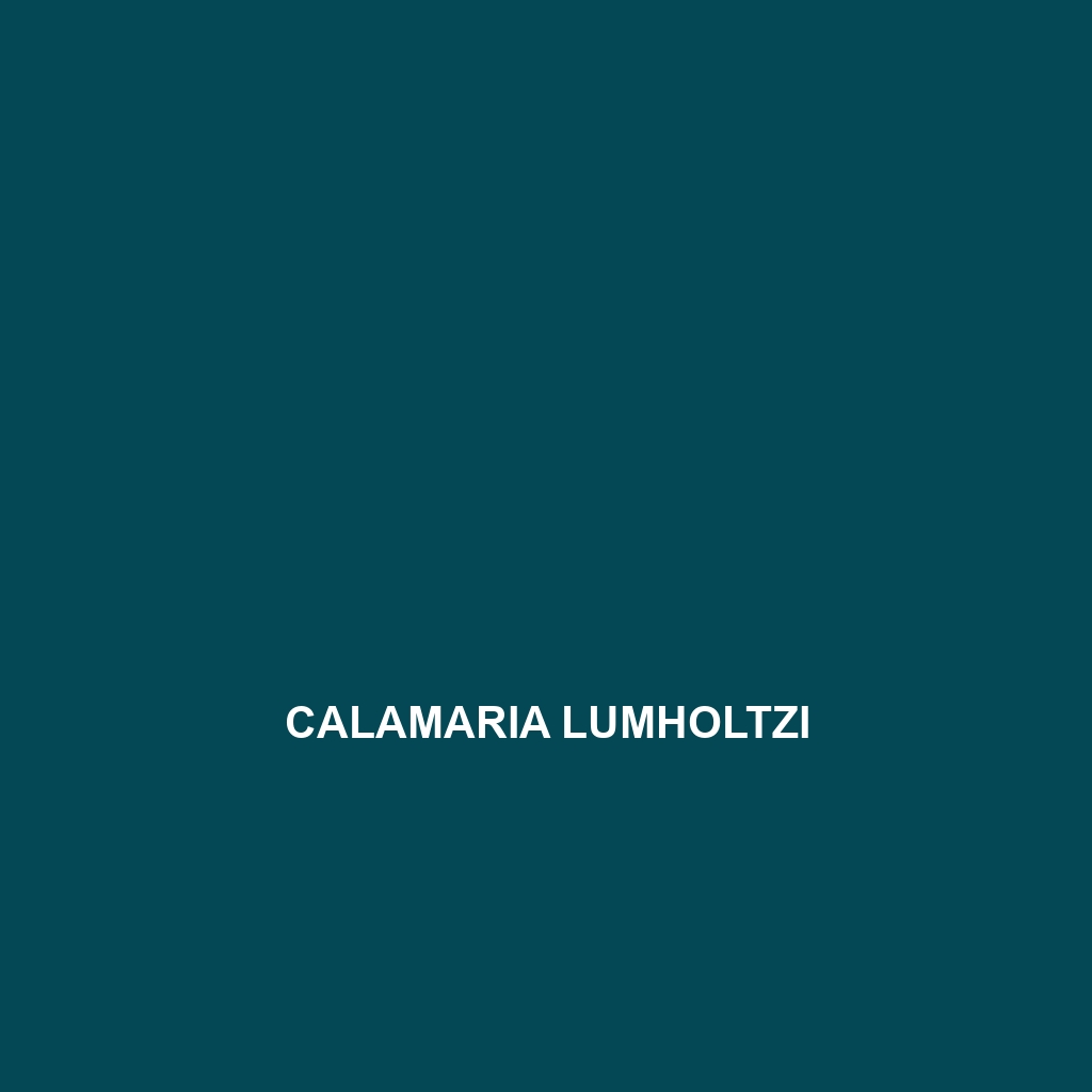 Calamaria lumholtzi