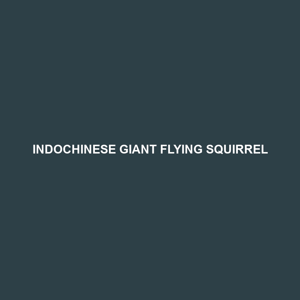 Mechuka Giant Flying Squirrel