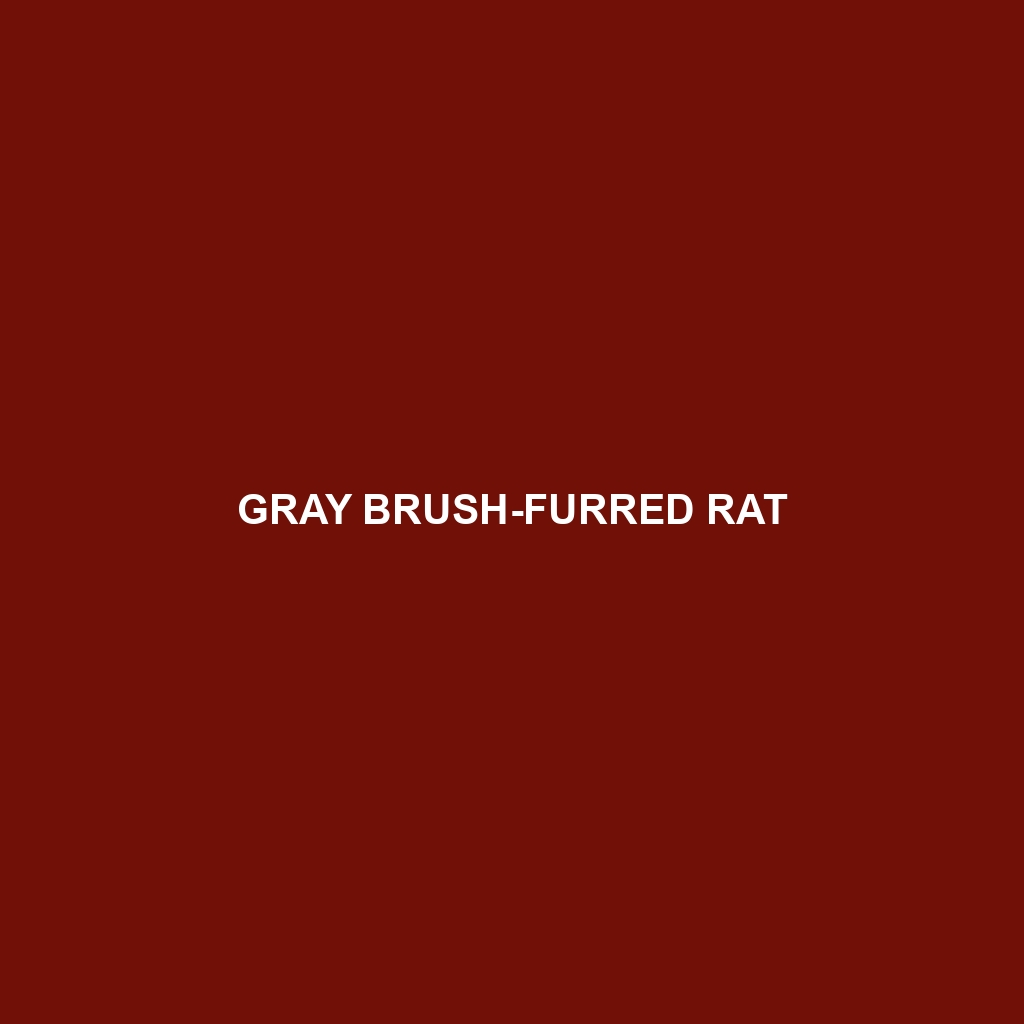 Gray Brush-furred Rat