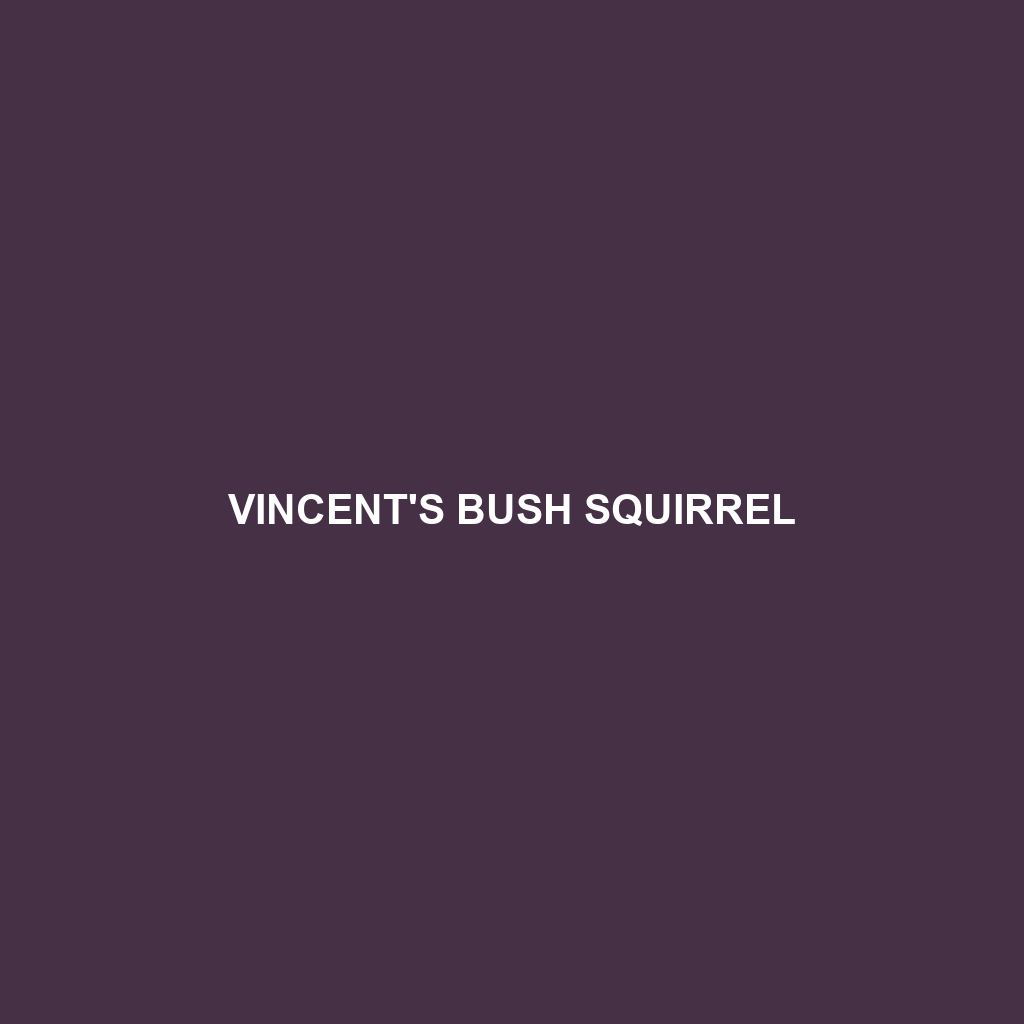 Vincent's Bush Squirrel