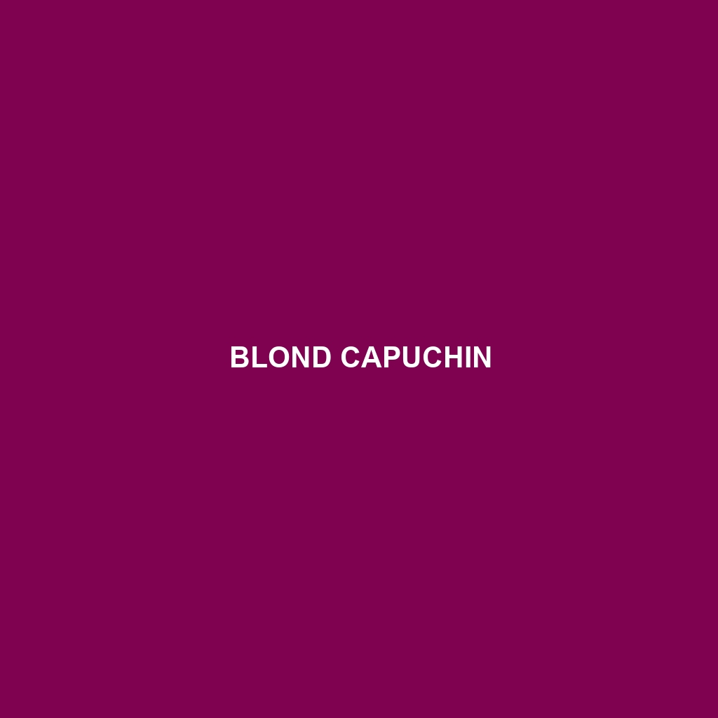 Blond Capuchin