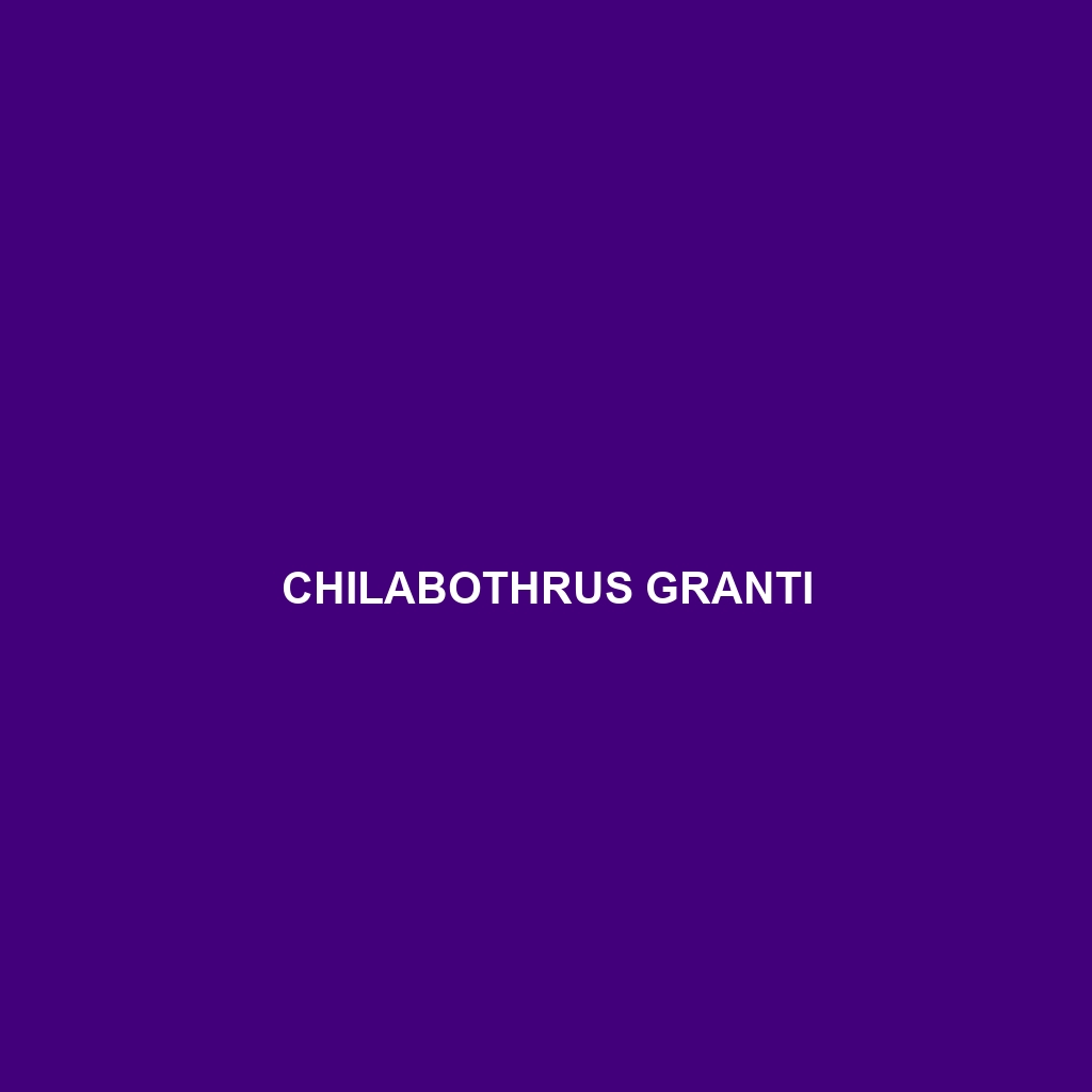 Chilabothrus granti