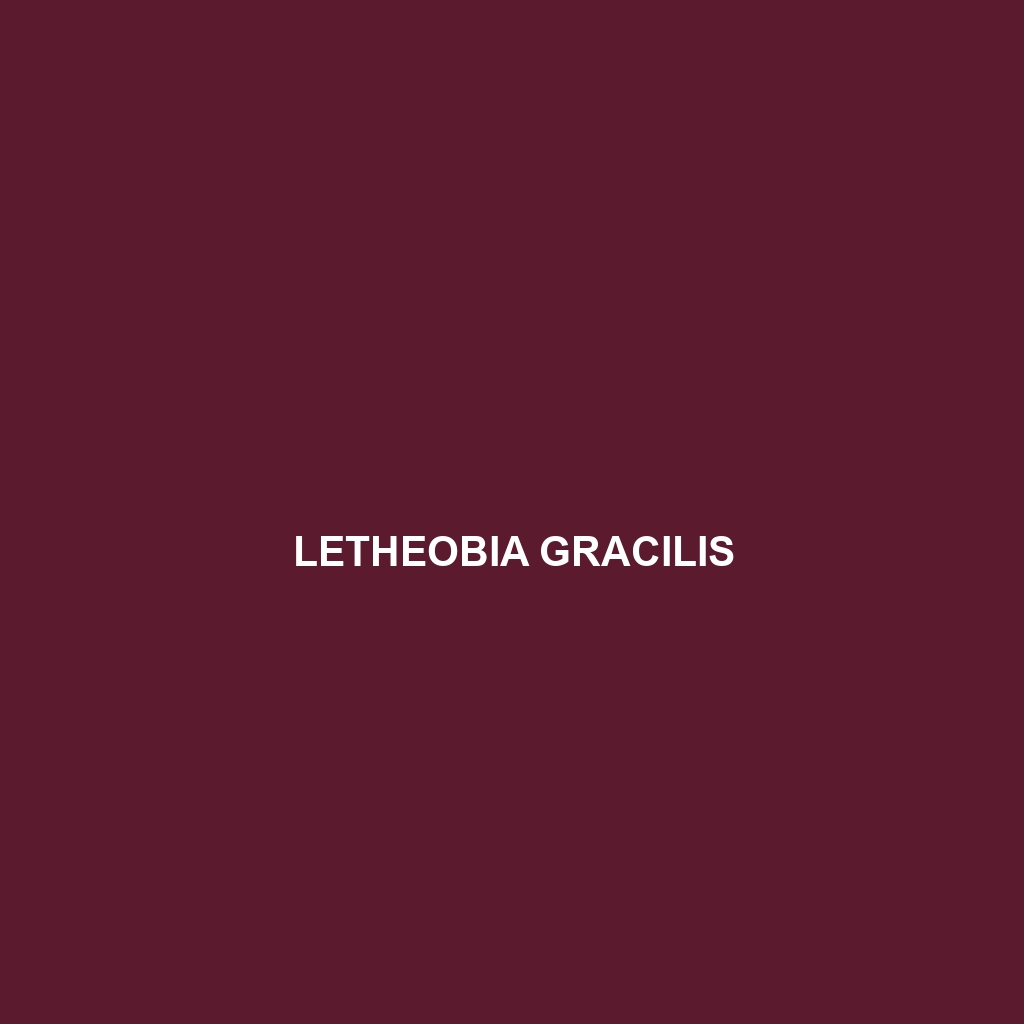 Letheobia gracilis