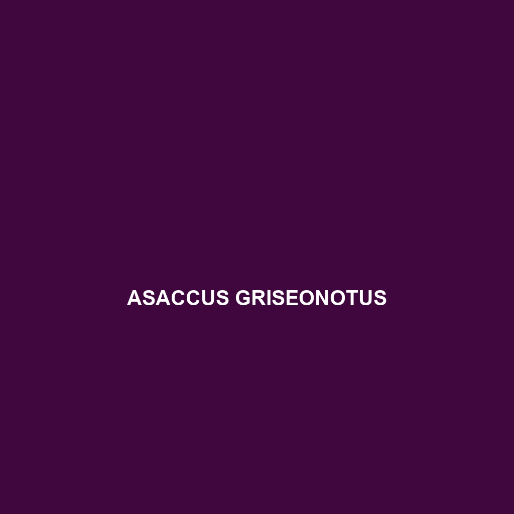 Asaccus griseonotus