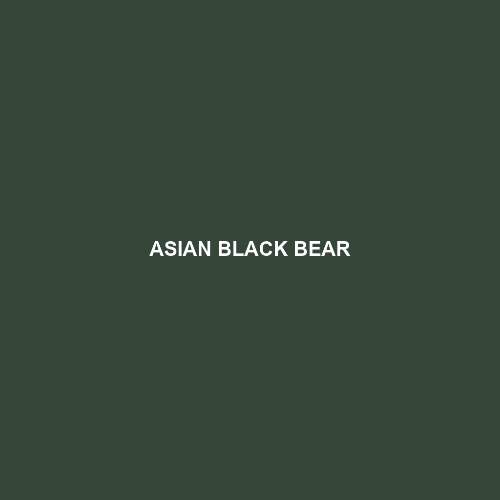 Asian Black Bear